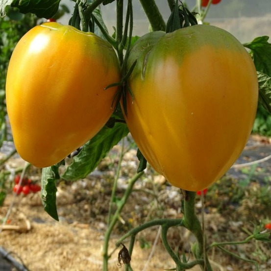 Plant tomate coeur de boeuf orange bio - lot de 8 (livraison offerte)