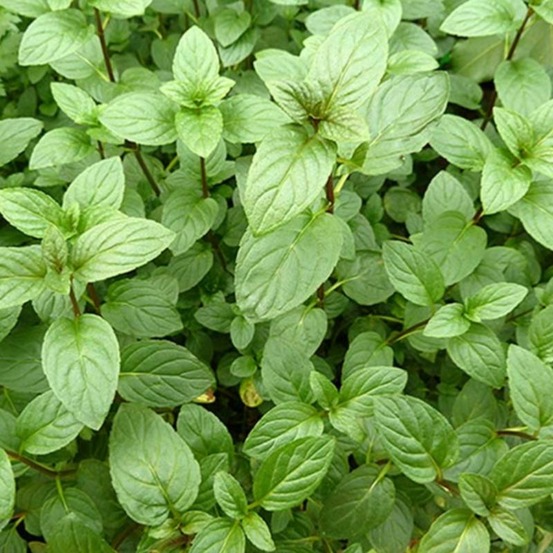 Plant menthe poivrée bio - lot de 8 (livraison offerte)