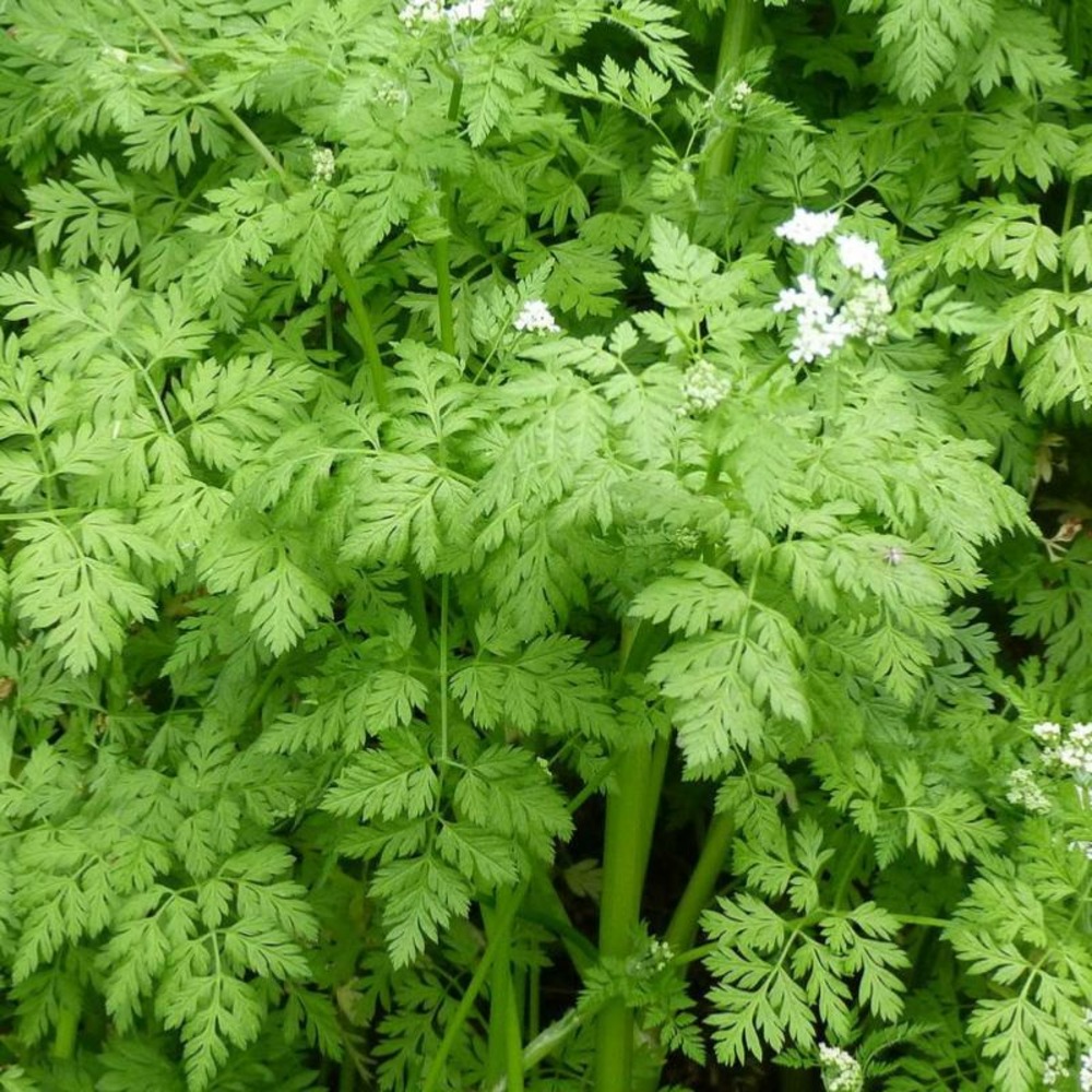 Plant cerfeuil commun bio - lot de 4