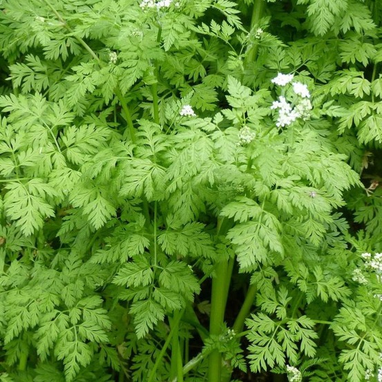 Plant cerfeuil commun bio - lot de 4