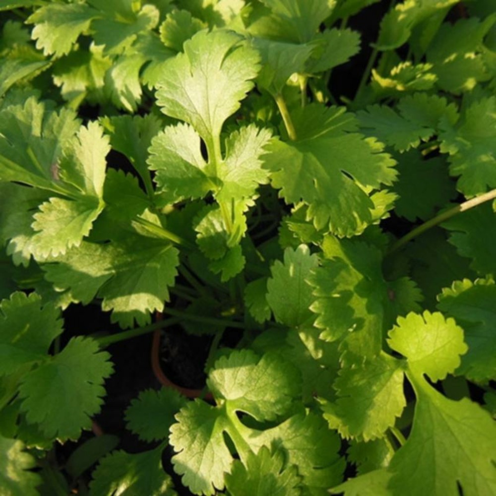 Plant coriandre caribe bio - lot de 8 (livraison offerte)