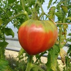 Plant tomate ancienne coeur de boeuf rose bio - lot de 4