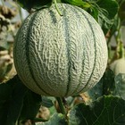 Plant melon charentais précoce du roc bio - lot de 8 (livraison offerte)