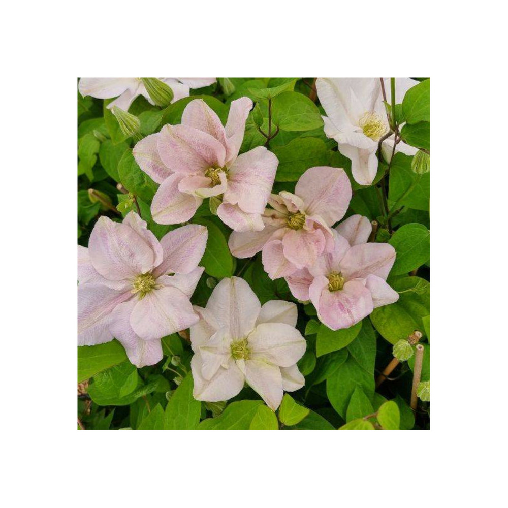 Clématite innocent blush® pot de 2l - 60 cm