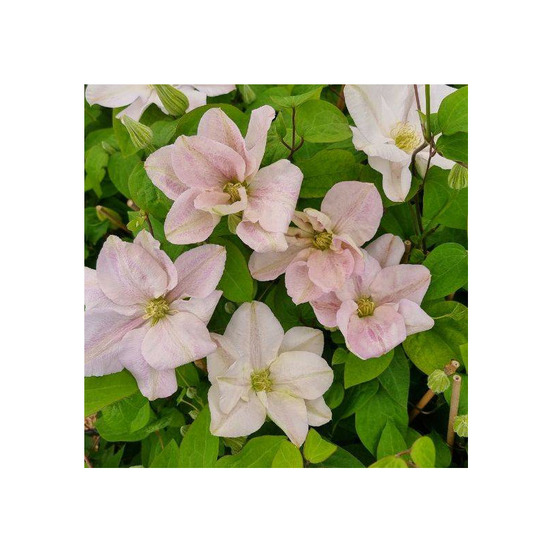 Clématite innocent blush® pot de 2l - 60 cm