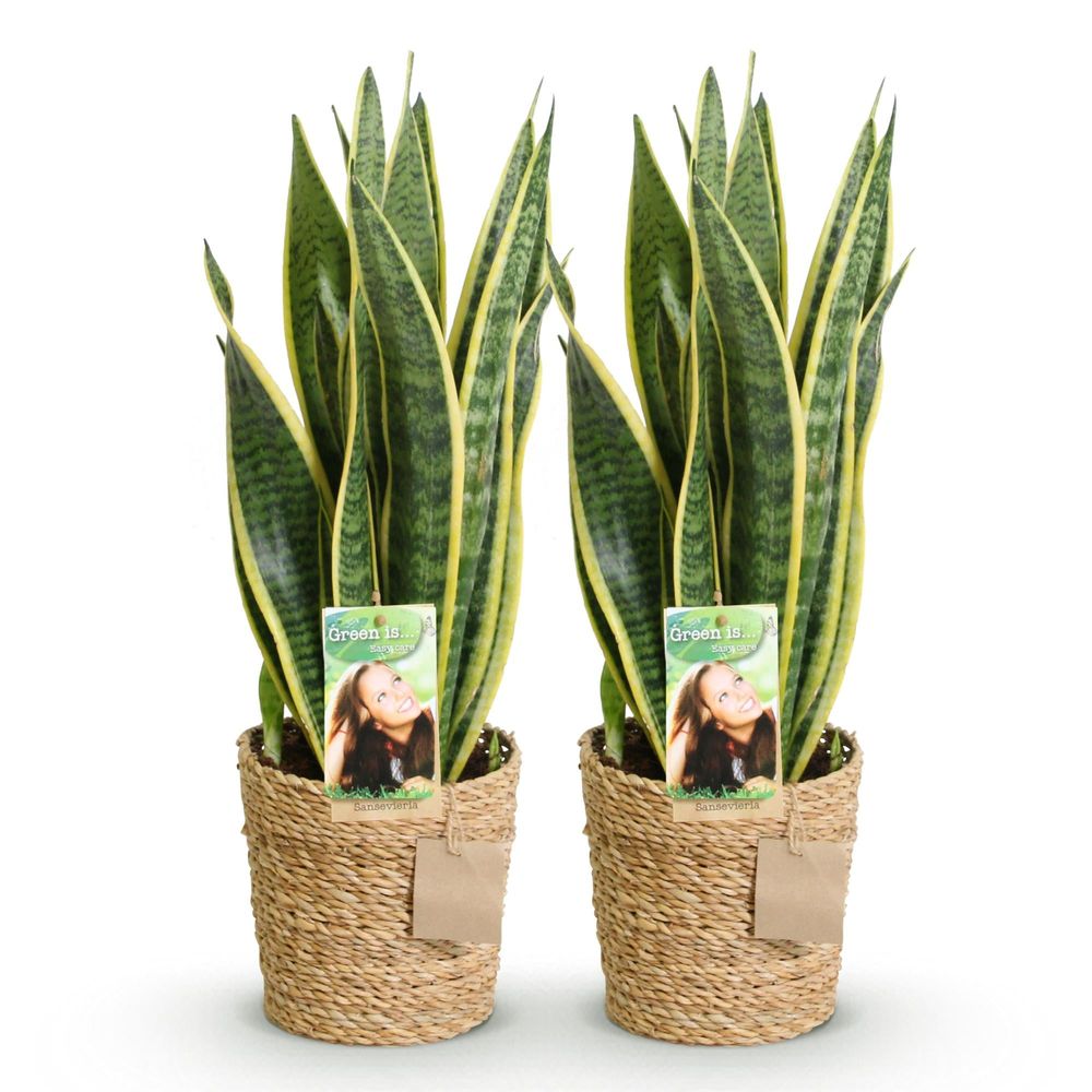 Sansevieria laurentii - langue de belle-mère - lot de 2 plantes - pot de 17cm - hauteur 60-70cm