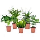Assorti 5 plantes dépolluantes  - pot ⌀12 cm - H.25-40 cm