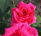 Lot de 3 rosiers à grandes fleurs criterion rose