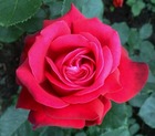 Lot de 3 rosiers à grandes fleurs ena harkness rouge