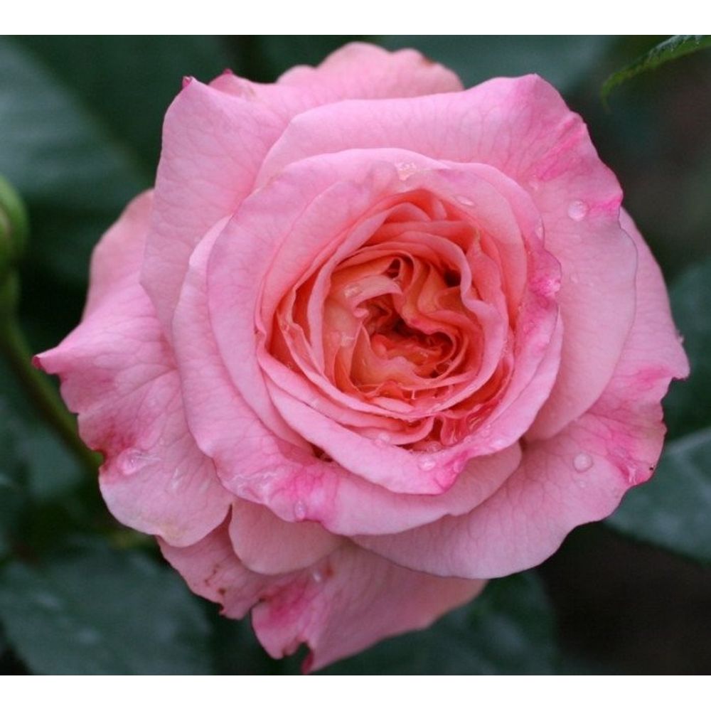 Lot de 3 rosiers à grandes fleurs fox trot rose | Truffaut