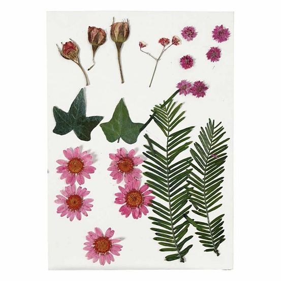 Fleurs séchées et feuilles pressées - rouge clair - 19 pièces environ