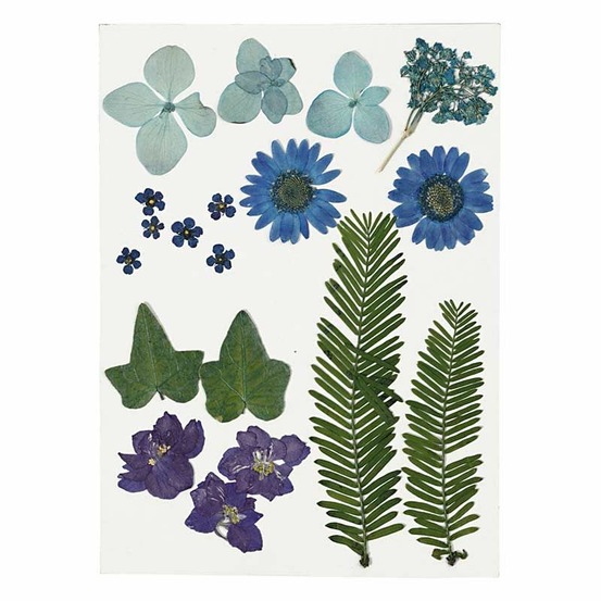Fleurs séchées et feuilles pressées - bleu - 19 pièces environ
