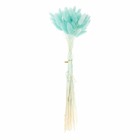Lagurus séchés turquoise - 45 cm
