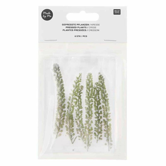 Cressons séchés et pressés