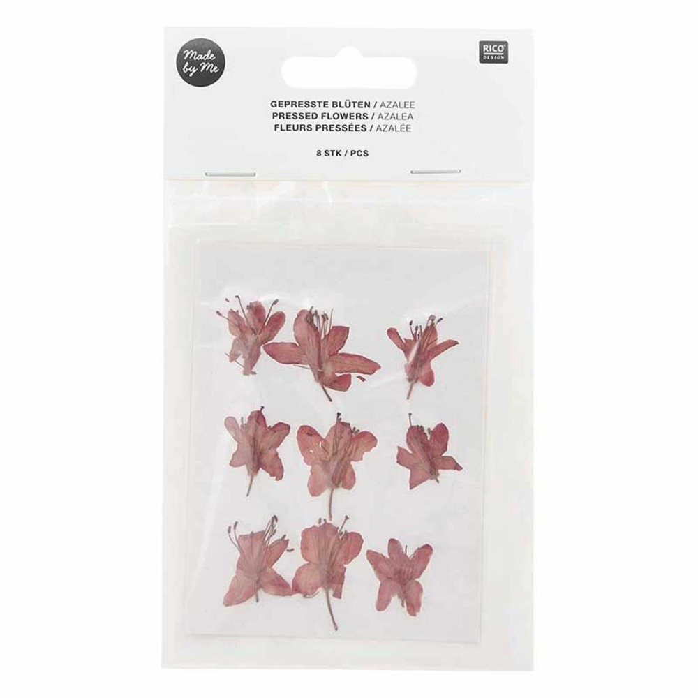 Azalées rouges séchées et pressées