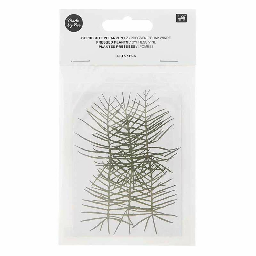 Ipomées et cyprès séchés et pressés