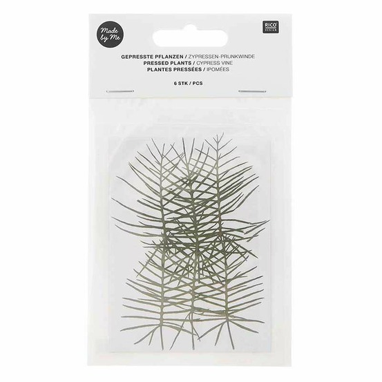 Ipomées et cyprès séchés et pressés