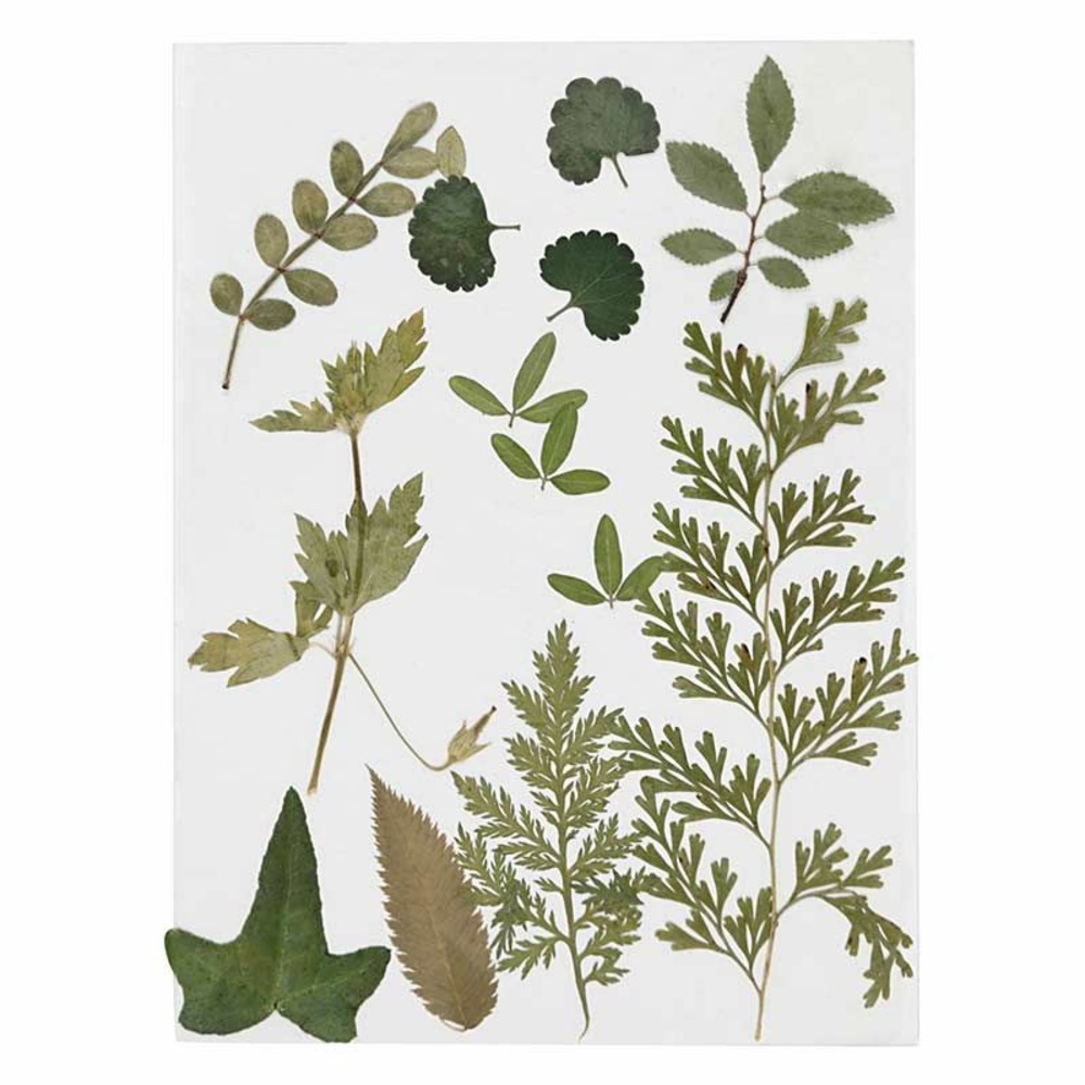 20 feuilles séchées et pressées - vert