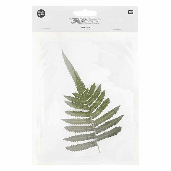 Feuille de fougère séchée et pressée