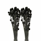 2 bouquets de cardères japonais séchés noires 70 cm
