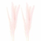 2 bouquets d'herbes de palma séchées rose - 70 cm