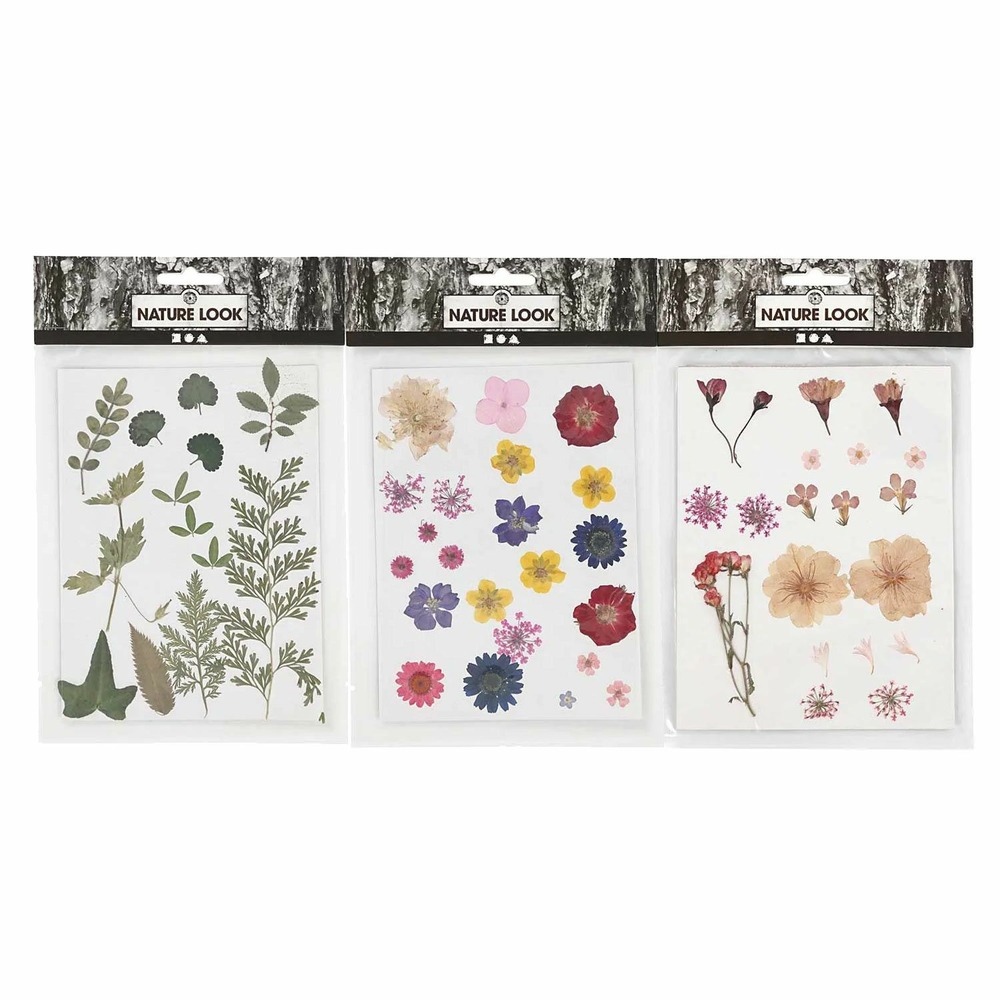 60 fleurs séchées et pressées