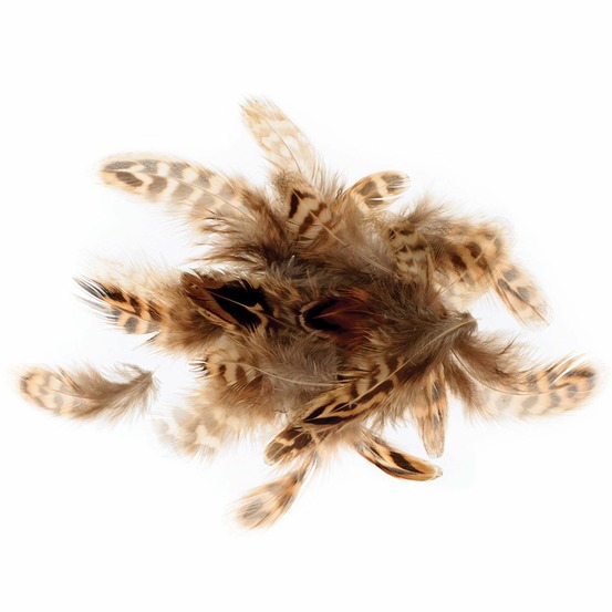 Plumes tigrées 3-6 cm - 3 g