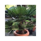 Trachycarpus wagnerianus (palmier de chusan, palmier moulin à vent) taille:pot de 110l - tronc de 160/180cm - 220/250cm