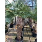 Trachycarpus fortunei (palmier chanvre, palmier moulin à vent) doubletroncs - tronc a 180-210 cm - tronc b 20-80 cm