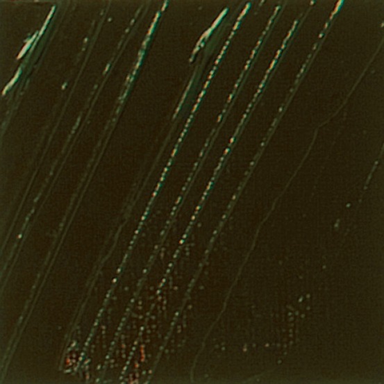 Peinture à l'huile fine xl studio - ombre naturelle - 200 ml