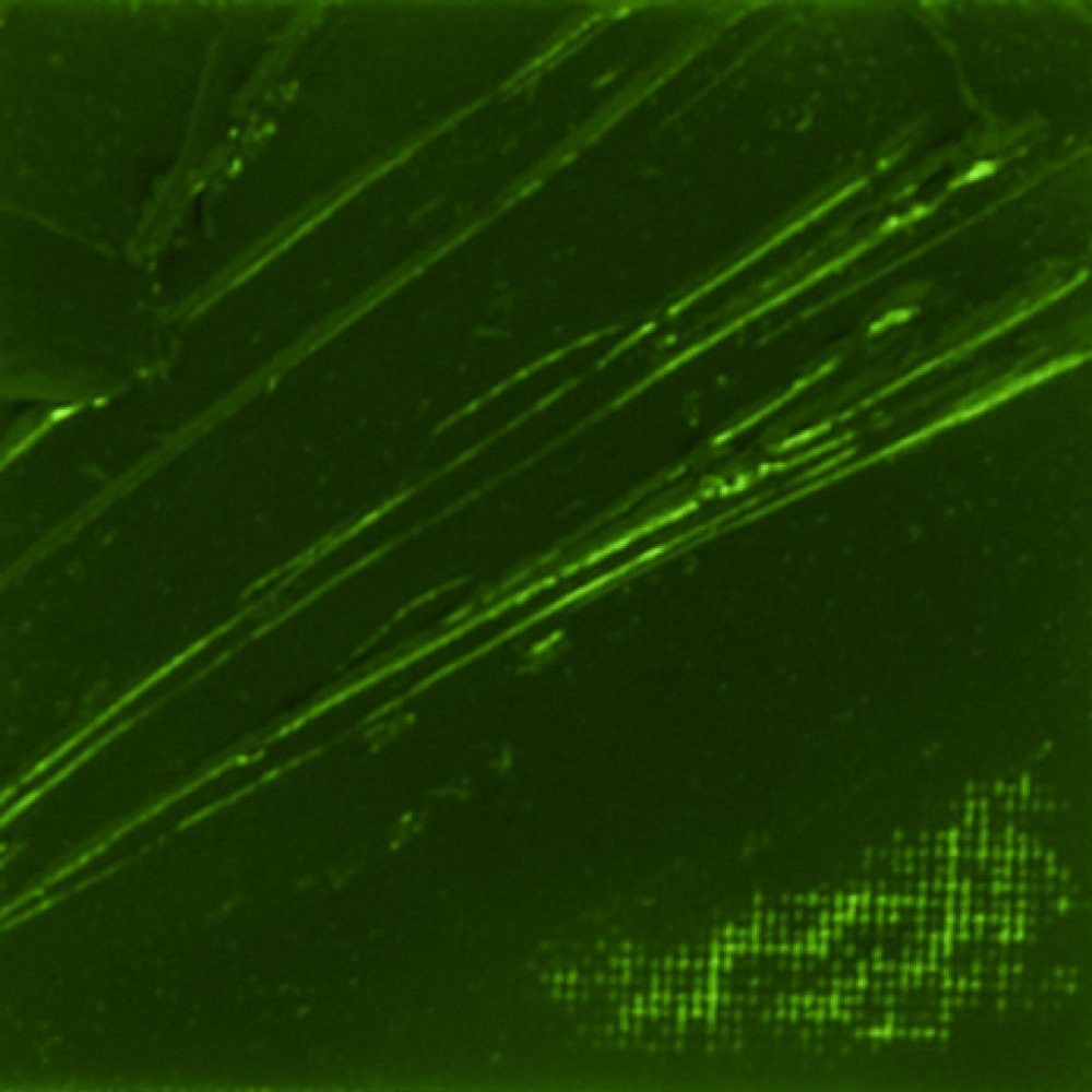 Peinture à l'huile fine xl studio - terre verte - 200 ml