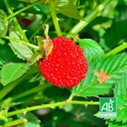 Framboisier fraise japonais bio - godet 9cm