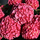 Hortensia ou hydrangea macrophylla red ever belles ® hortmalegretto le pot de 1.3l
