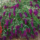 Arbre aux papillons nain, buddleia nain ou buddleja davidii 'nanho purple' le plant en pot 1.3l