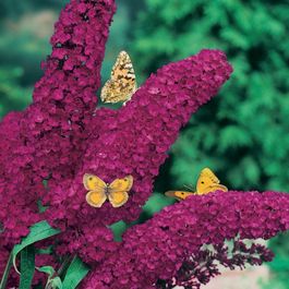 Buddleia Pot Buddleia royal red le pot de 1.3l | Truffaut