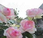 Lot de 3 rosiers à grandes fleurs honore balzac rose