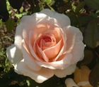 Lot de 3 rosiers à grandes fleurs jardins de bagatelle crème