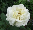 Lot de 3 rosiers à grandes fleurs jeanne moreau blanc