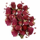 Fleurs séchées - trèfle rouge 30 g