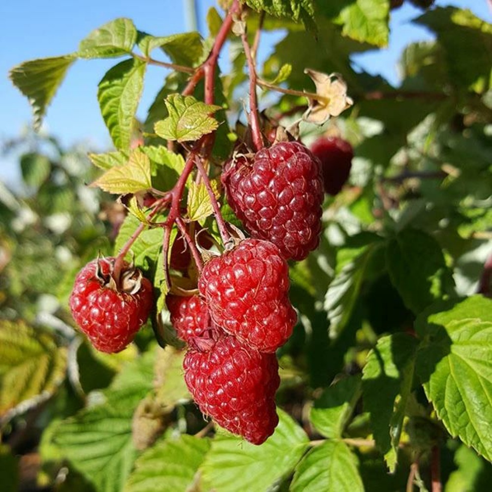 Framboisier remontant 'zeva' - rubus idaeus 3l - 60/90cm