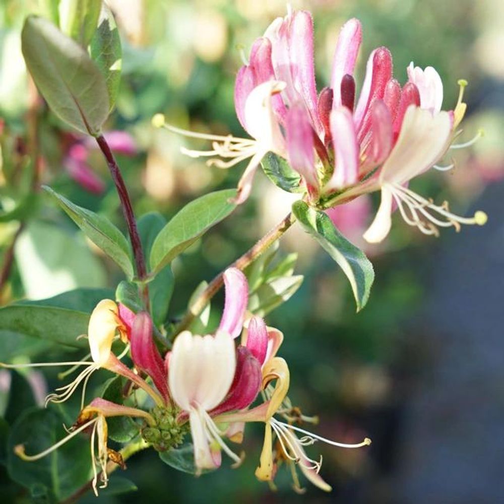 Chèvrefeuille des bois 'serotina' lonicera periclymenum 3l - 60/90cm