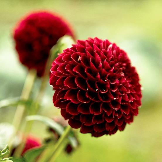 Dahlia pompom natal - coffret de 12 bulbes
