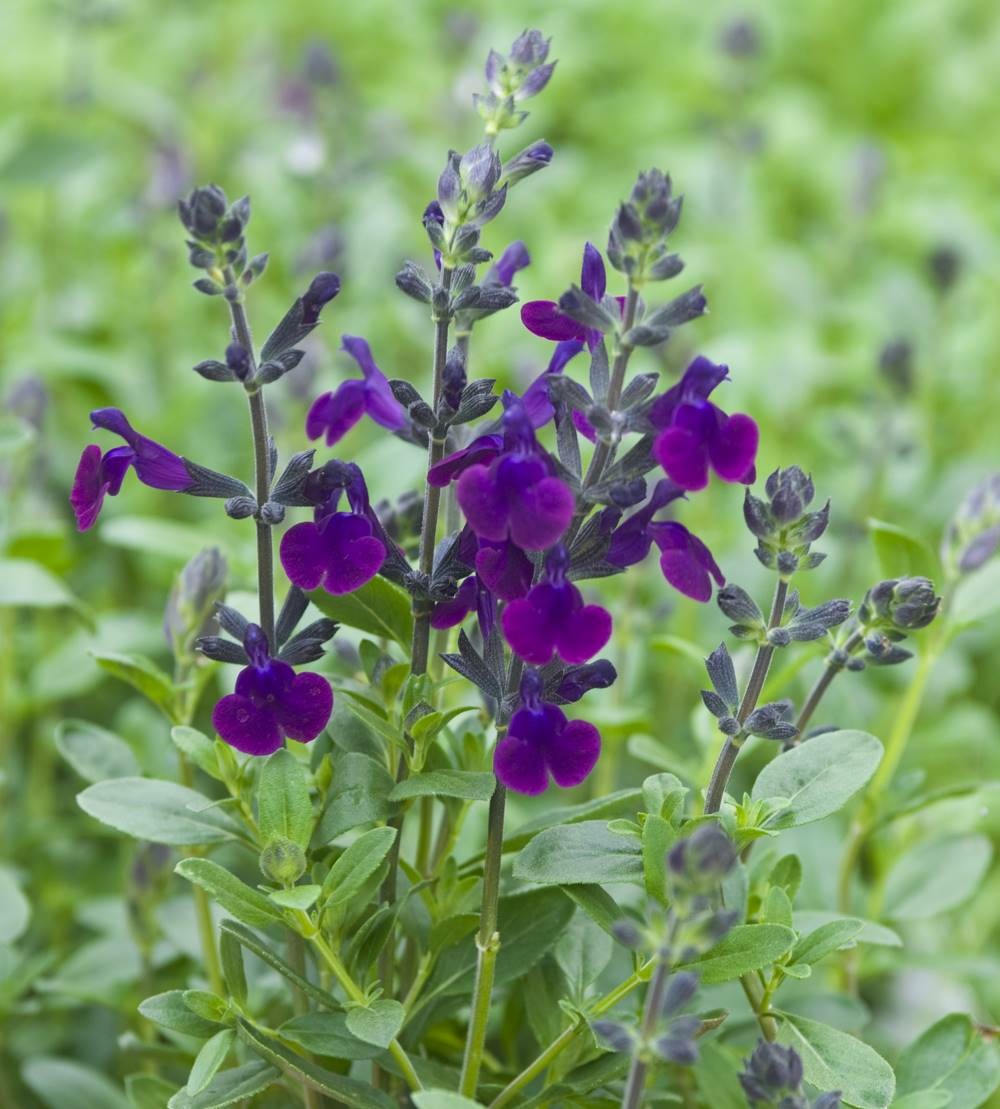 Sauge violette de loire - 3 godets plante vivace