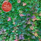 Vigne vierge tricuspidata 'veitchii robusta' - parthenocissus tricuspidata 3l