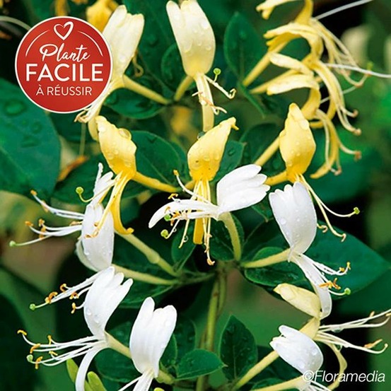 Chèvrefeuille du japon 'dart's acumen' - lonicera japonica 3l - 60/90cm