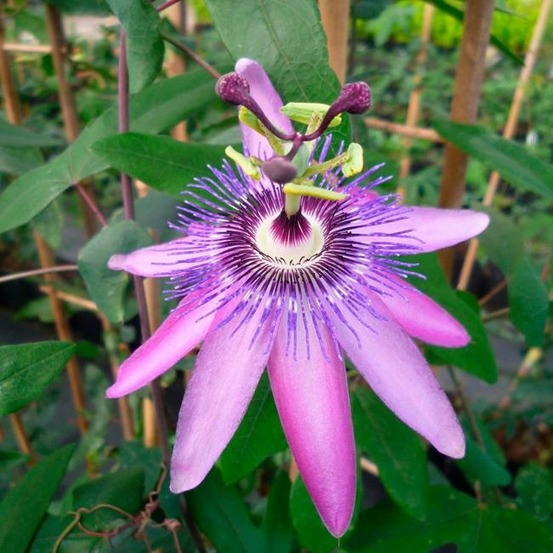 Passiflore violacea 'amethyst' - passiflora 3l - 60/90cm