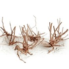 Racine asia fingerwood / araignée : de 10 à 65cm