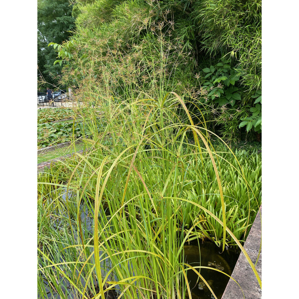 Cyperus longus Truffaut