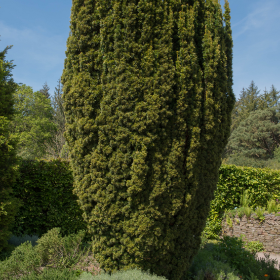 If commun black tower - taxus baccata black tower 25/35cm pot 2,5l