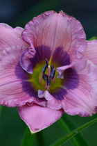 Hémérocalle 'orchid elegance' - 2l